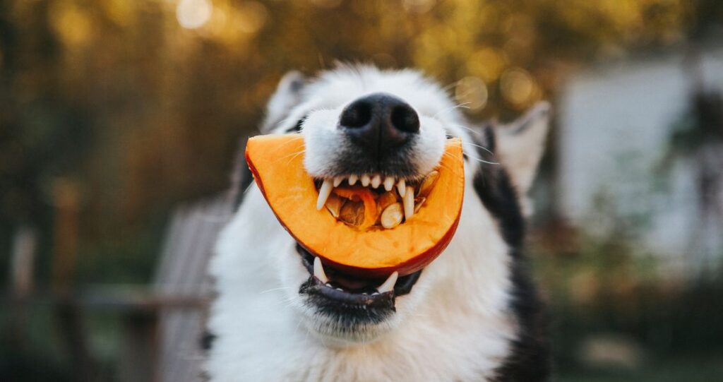 Dog eating a pumpkin