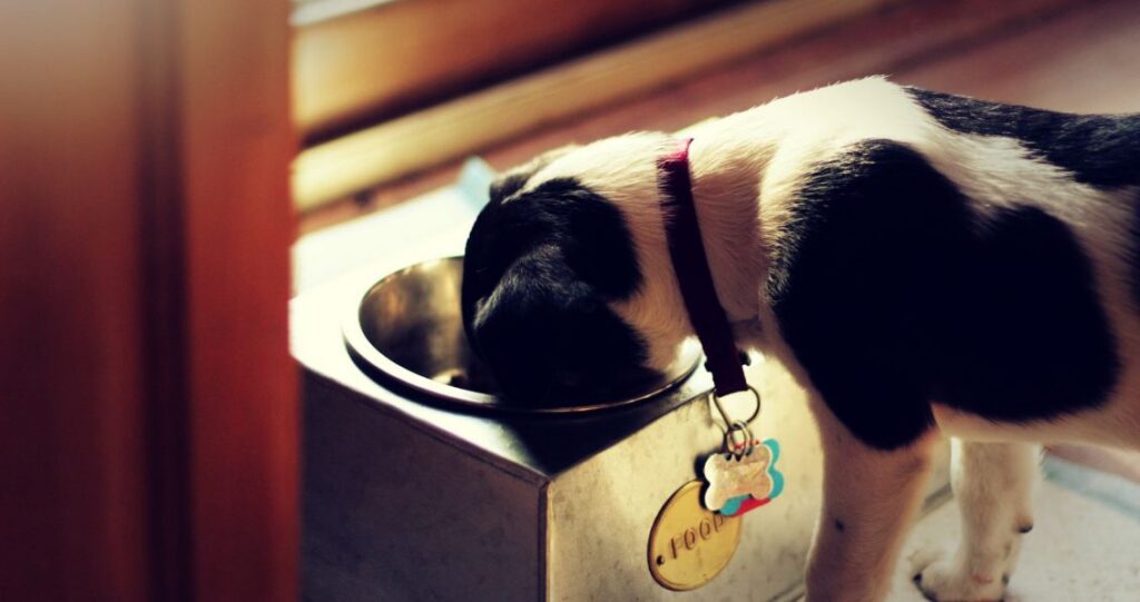 Image of a puppy eating