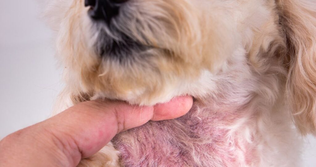 Image of a dog with a yeast infection