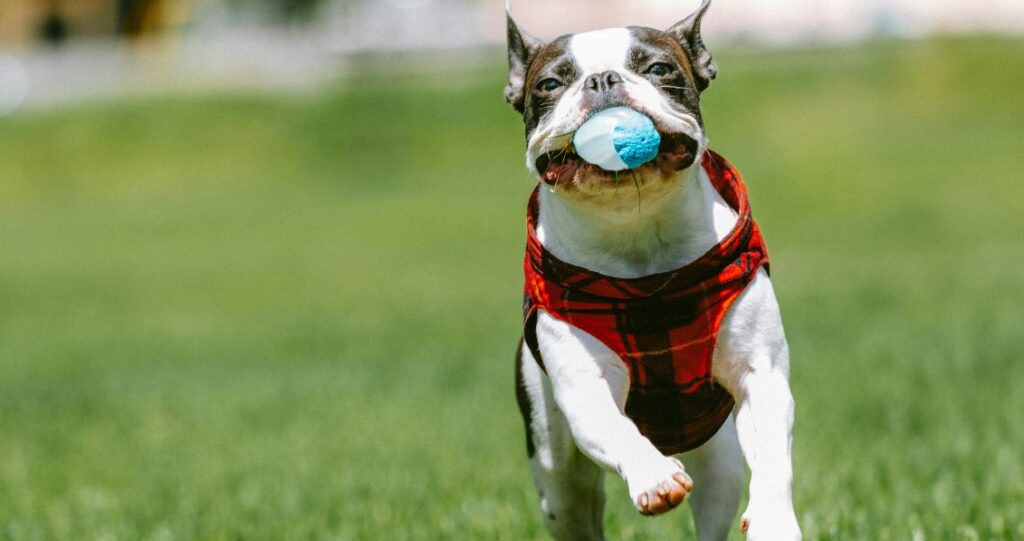 Dog running with a ball in its mouth