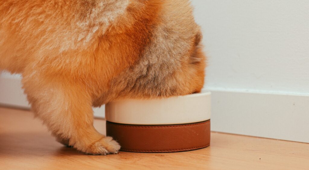 Dog enjoying a bowl of vegan dog food